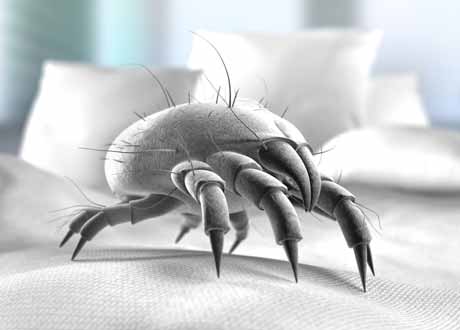 Ein Bild zeigt Hausstaub-Milben im Bett