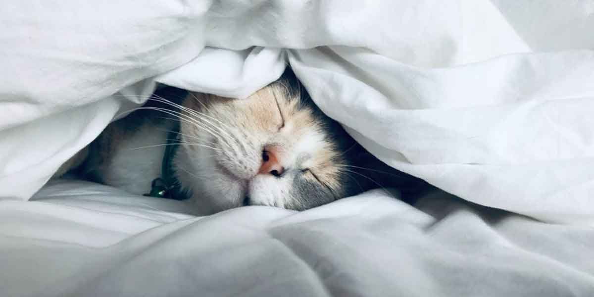 Katze-unter-Bettdecke